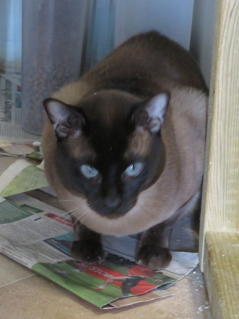 Salvador - 4yrs 11mths (A)