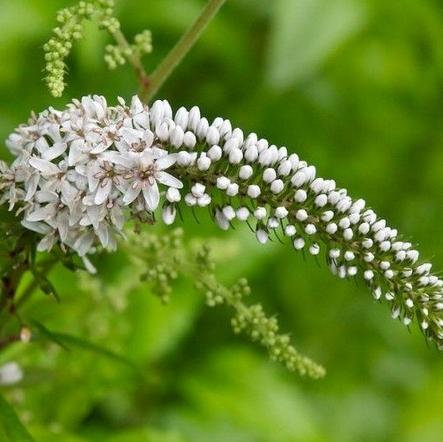 Lysimachia clethroides ´Lady Jane ´/longus metsvits ´Lady Jane ´