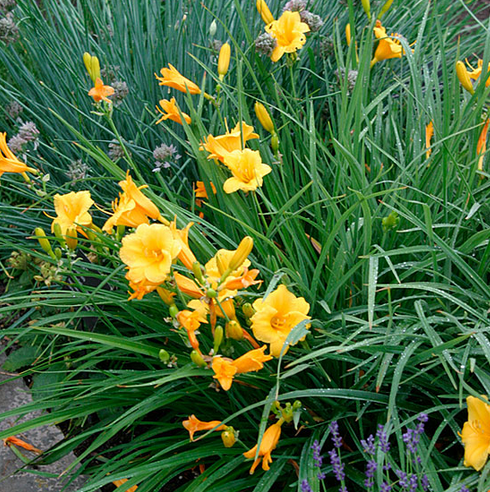 Hemerocallis hybrida ´ Stella de Oro ´
