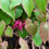 Thumbnail: Epimedium  grandiflorum  ´Circe ´/ suureõieline haldjatiib ´Circe ´
