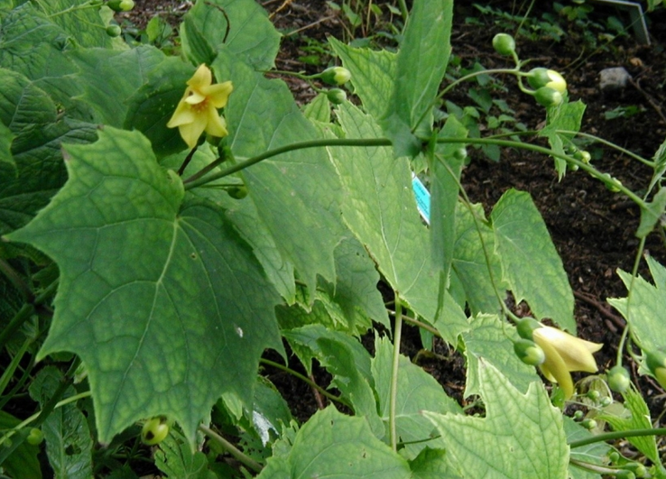 Kirengeshoma koreana /korea vahakübar