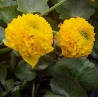 Caltha palustris ´Flore Pleno´/ harilik varsakabi ´Flore Pleno ´
