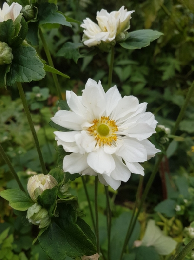 Anemone x hybrida ´Whirlwind ´