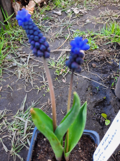 Muscari latifolium / laialehine kobarhüatsint