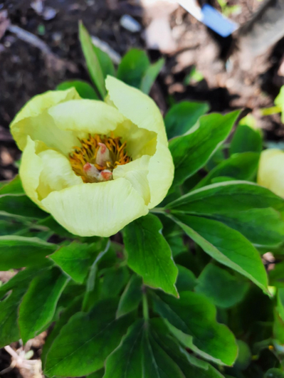 Paeonia mlokosewitschii / lagodehhi pojeng (Mlokosevitši pojeng)