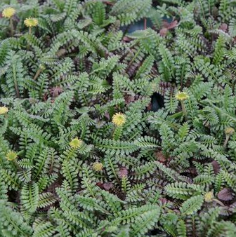 Leptinella squalida /vaipsasik (vaiptassik)