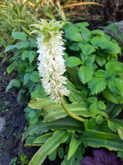 Eucomis montana /mägi-tuttliilia