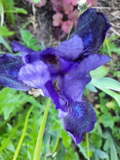 Thumbnail: Iris pumila  ´Atroviolacea ´