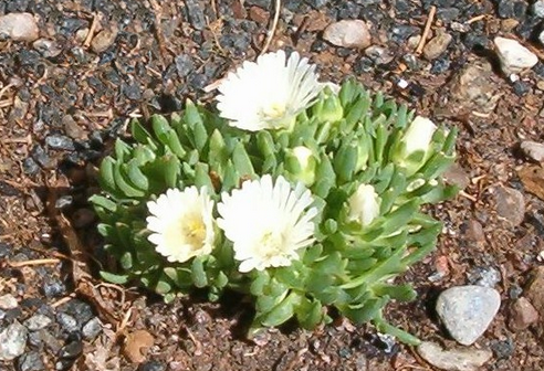 Delosperma congestum ´Alba ´/ tihe maukleht ´Alba ´
