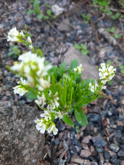 Thumbnail: Draba fladnizensis / 	lumikevadik