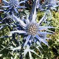 Eryngium bourgatii/Bourgat' ogaputk