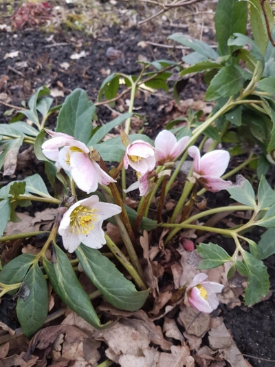 Helleborus niger / must lumeroos