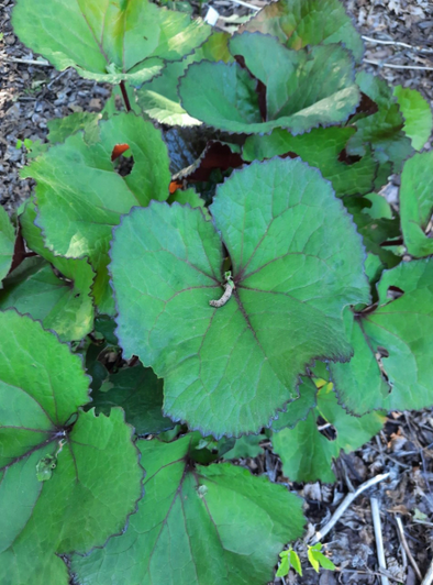 Ligularia dentata  ´Midnight Lady ´/ hambuline kobarpea ´Midnight Lady ´