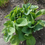Thumbnail: Hosta sieboldiana ´Elegans ´