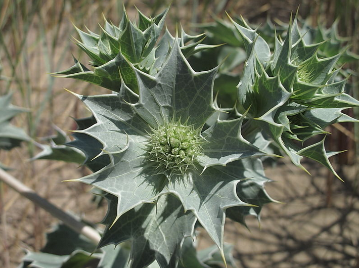 Eryngium maritimum/rand-ogaputk