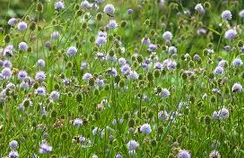 Succisella inflexa ´Frosted Pearls ´/ harilik jaaguleht ´Frosted Pearls ´