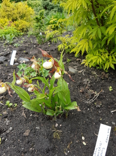 Cypripedium ´Ingrid ´/ kuldking ´Ingrid ´