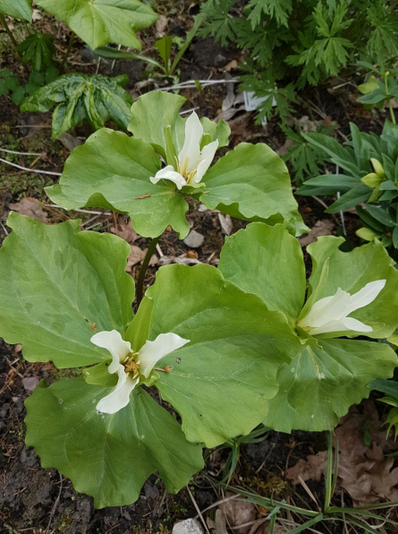 Trillium erectum var. album /püstise kolmiklille valgeõieline vorm