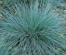 Festuca glauca / hall aruhein