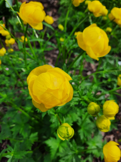 Trollius cultorum  ´Lemon Queen´ / aed-kullerkupp ´Lemon Queen ´