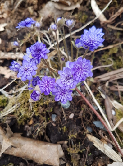 Hepatica nobilis forma minima pleniflora/ sinilille täidisõieline vorm