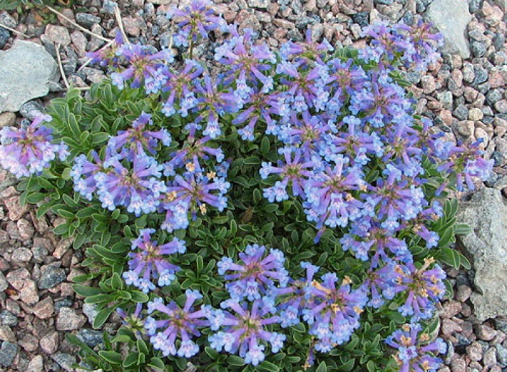 Penstemon procerus var. formosus / tavaline peekerlill