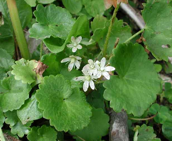 Saxifraga rotundifolia/ ümaralehine kivirik