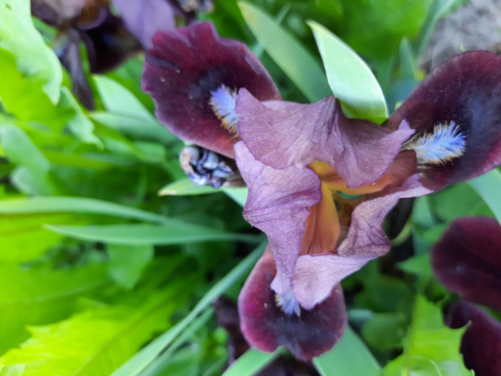 Thumbnail: Iris pumila  ´Cherry Garden´