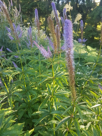 Thumbnail: Veronicastrum sibiricum  ´Red Arrow ´/ 		siberi männasmailane ´Red Arrow ´