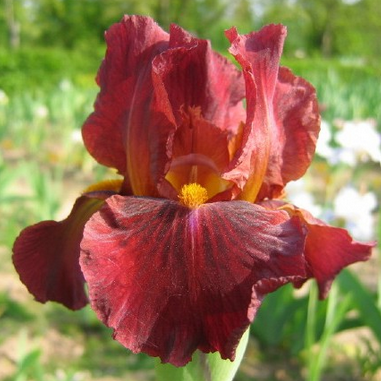 Iris germanica ´ Red Orchid ´