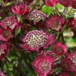 Astrantia major ´Moulin Rouge ´