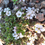 Thumbnail: Gypsophila cerastioides / kipslille liik