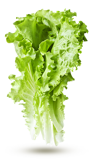 Salade Romaine - Prête à l'Emploi