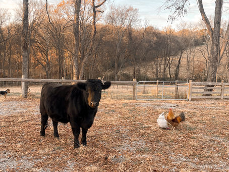 Raising Our Own Food