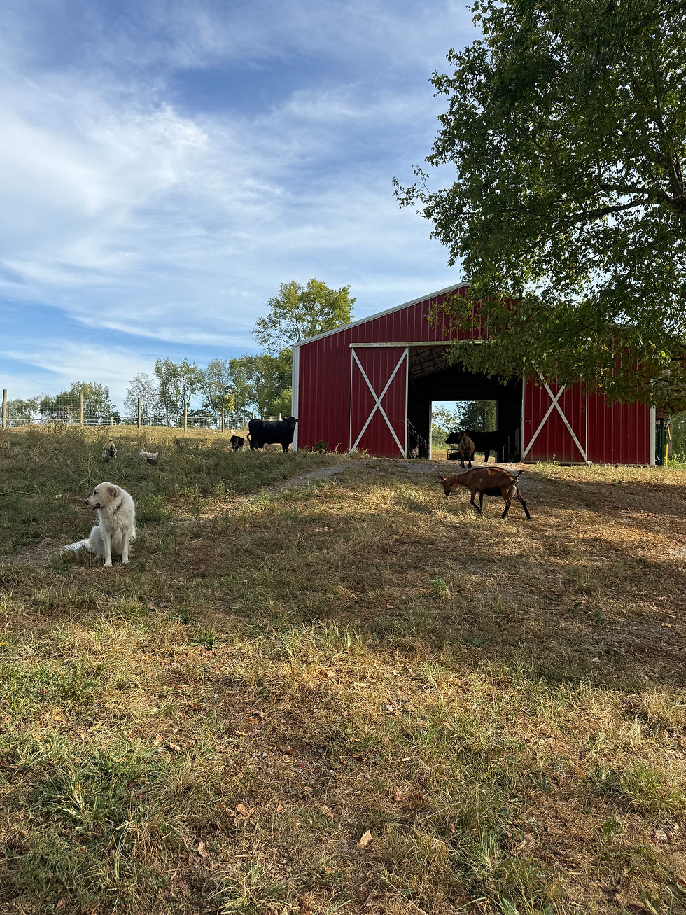 Farm with goats and guardian dog