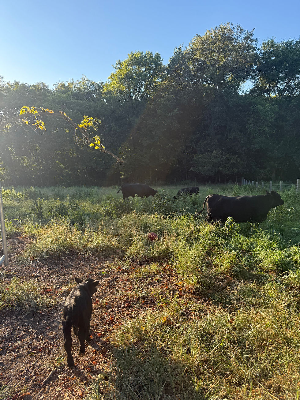 Cows in pasture