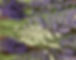 lavender-2019-1200.jpg