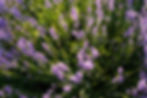 lavender30.jpg