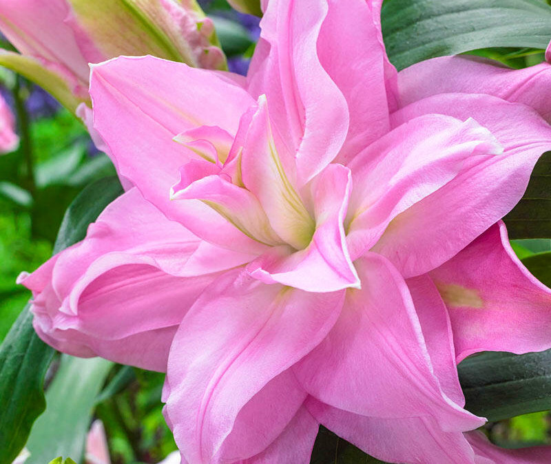 Frilly Lilly Burleigh Flowers