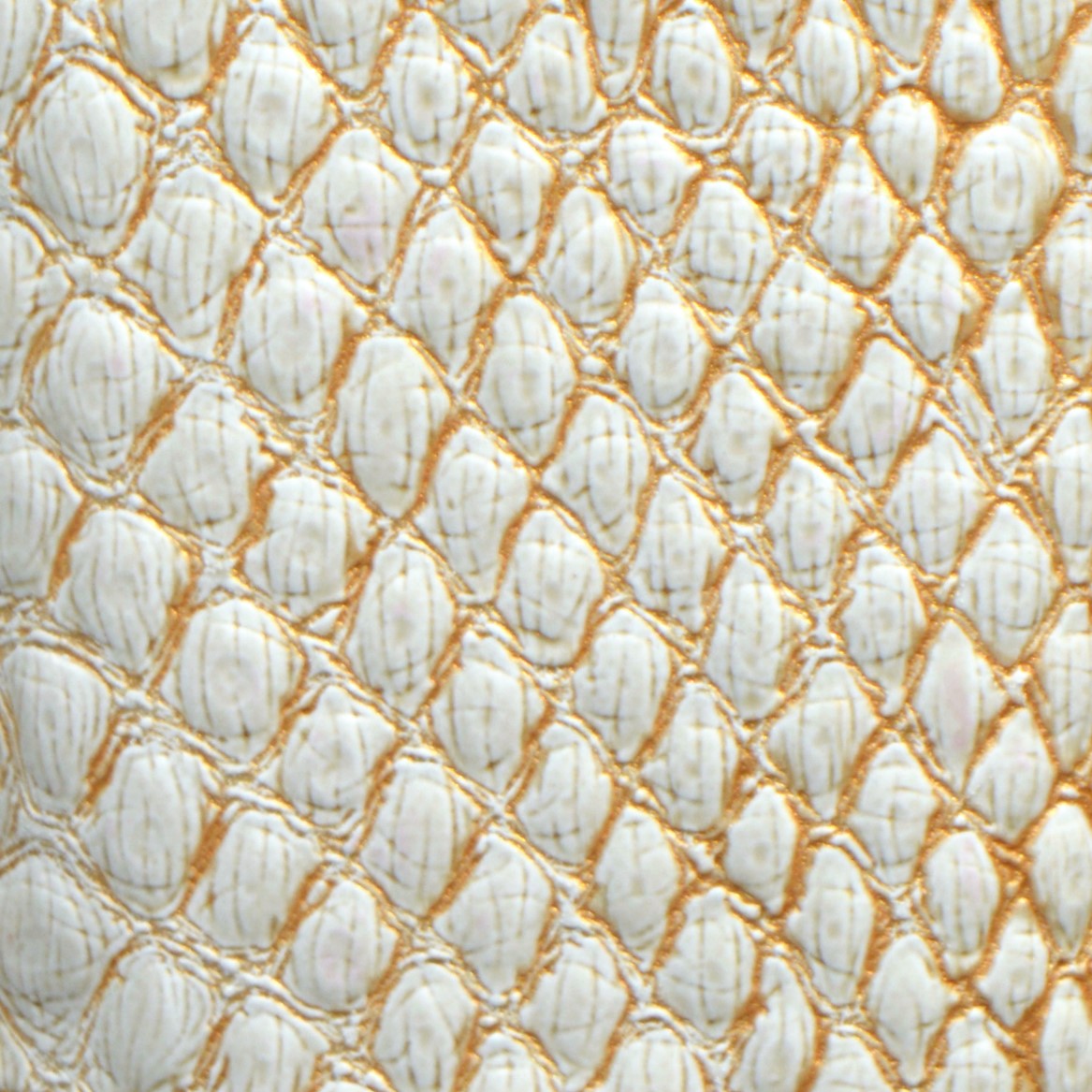 White & Gold Lizard