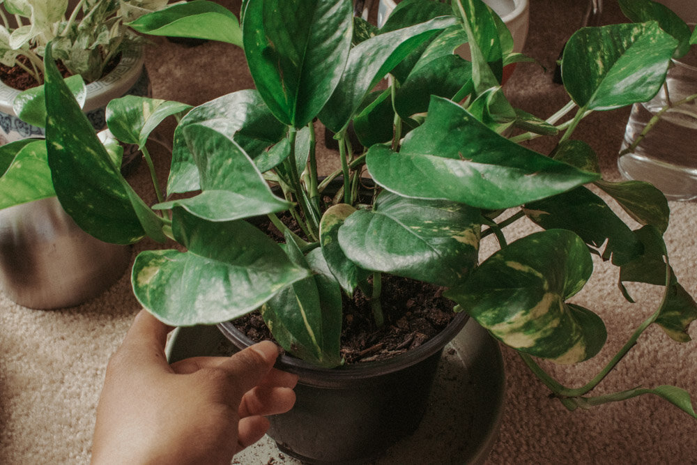 devil'sivy.jpg