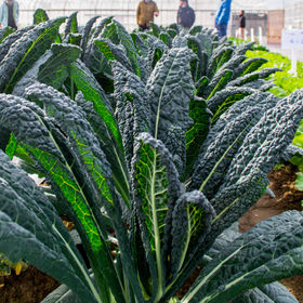 Greens | Tokita Seed America