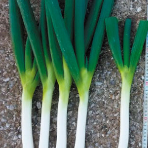 Bunching Onion | Tokita Seed America