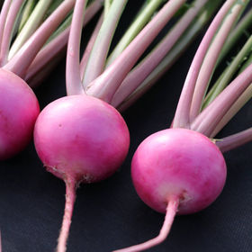 Turnip | Tokita Seed America