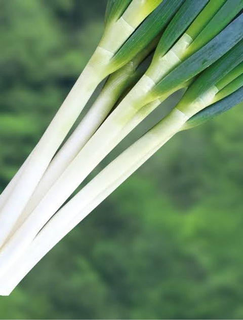 Negi bunching onion