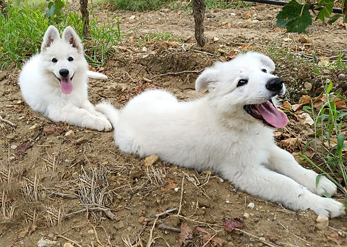 Chiot_6.jpg