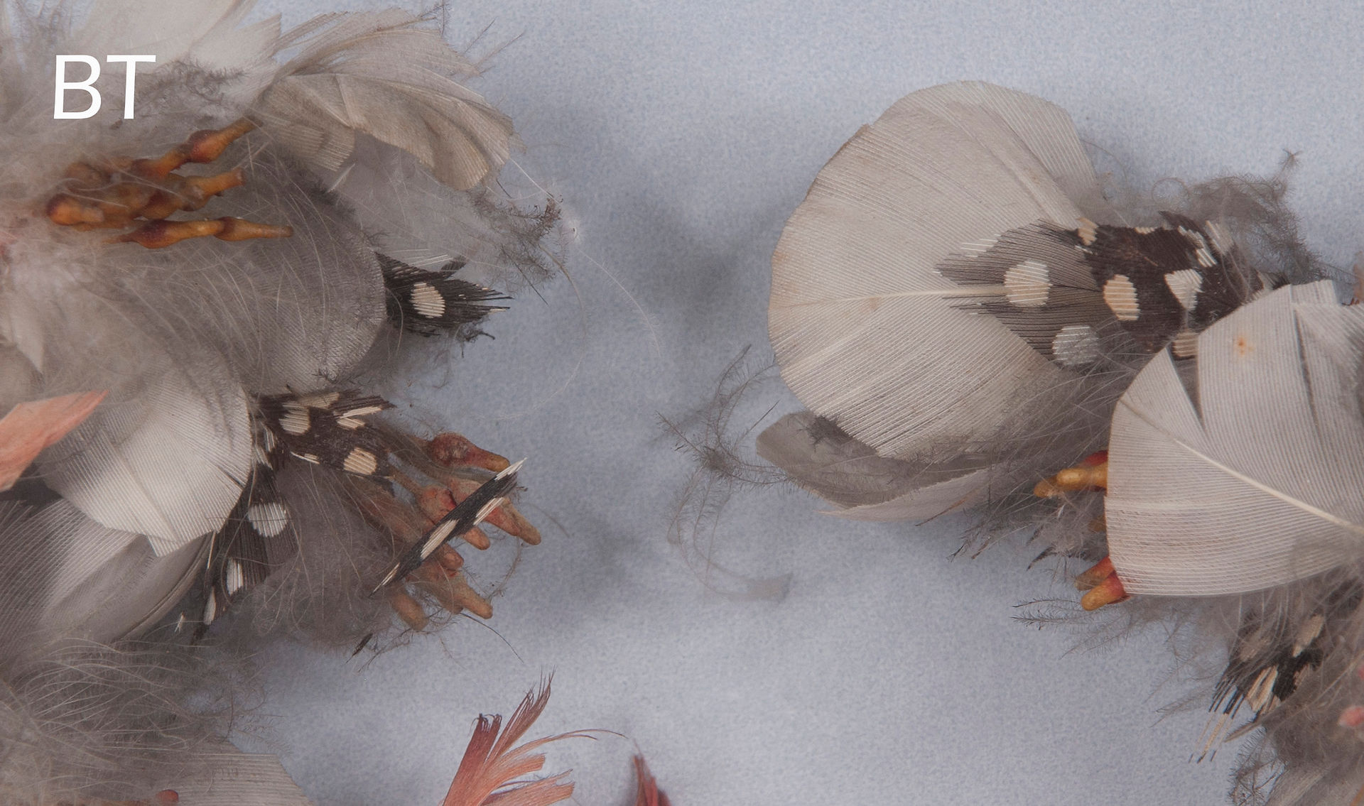 Damaged feather wreath conservation treatment