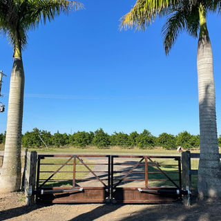 Set of double entrance gates in bundaberg custom made in rustic steel for a grand entrance surrounded by macadamias and palm trees