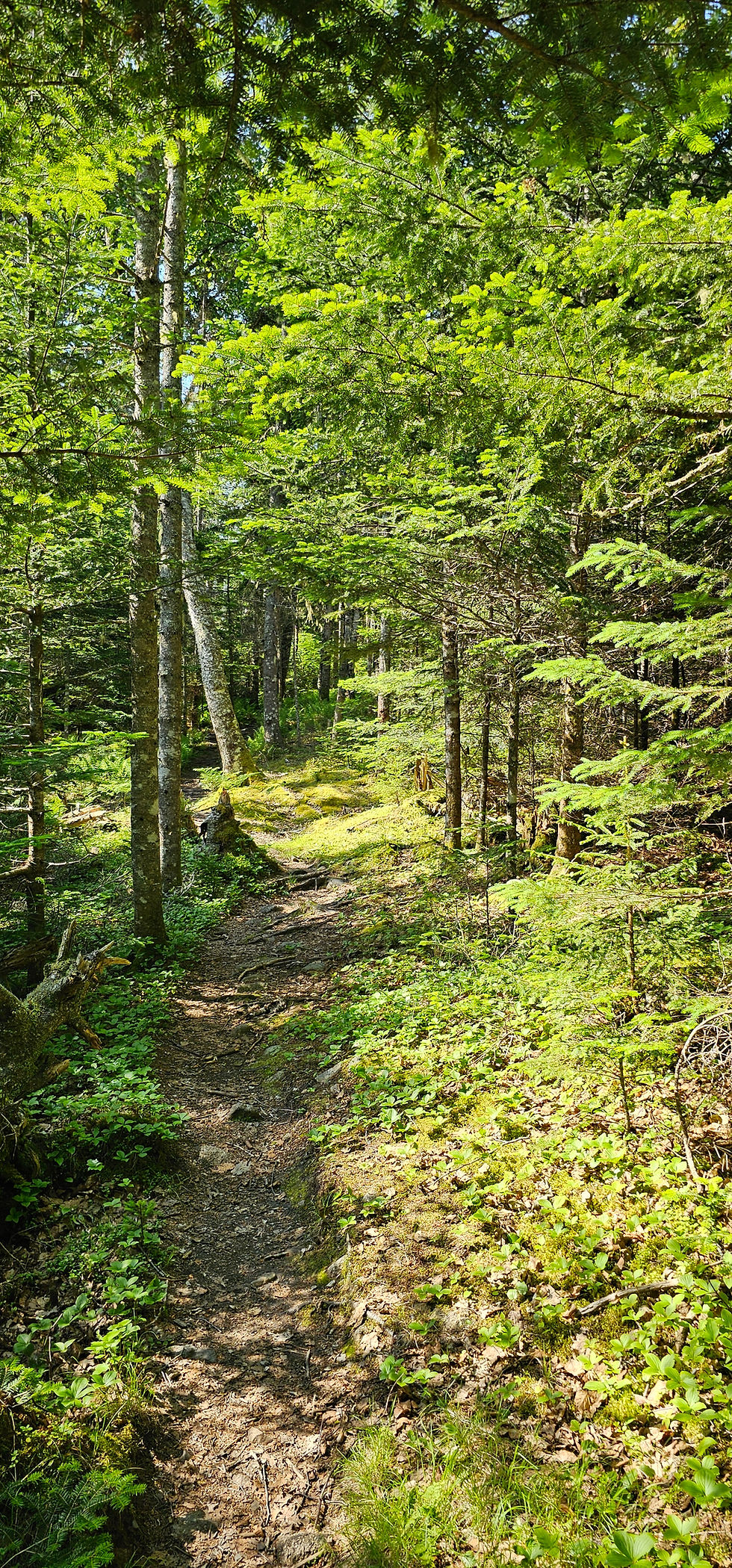 A random glimpse o’ the forest deep - where secrets and shadows creep!