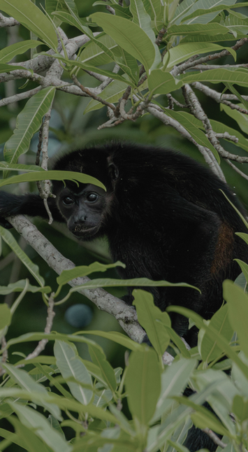 howler monkey on a tree near Green Sanctuary Hotel in Nosara Costa Rica